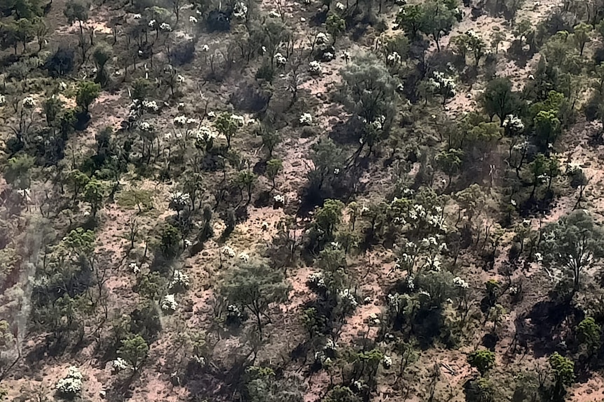 Large patches of Hudson Pear seen from a helicopter around Narran Lakes.