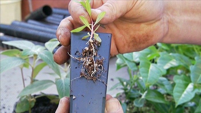 Potting Up Plants - Gardening Australia