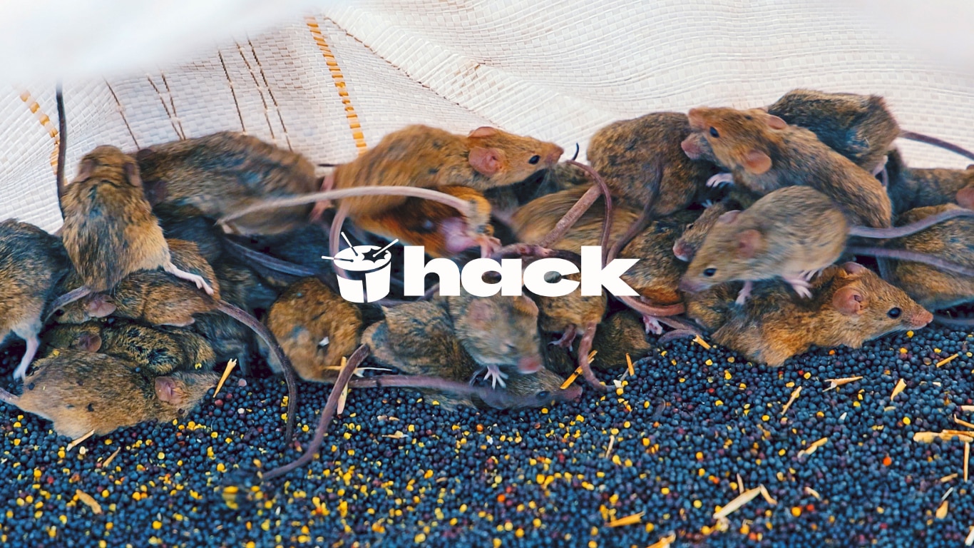 'In the bed';  inside WA's mouse plague, calls for a DV royal commission + how swear words change