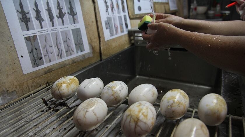 The crocodile eggs from a crocodile's nest at Malacca Swamp are washed.