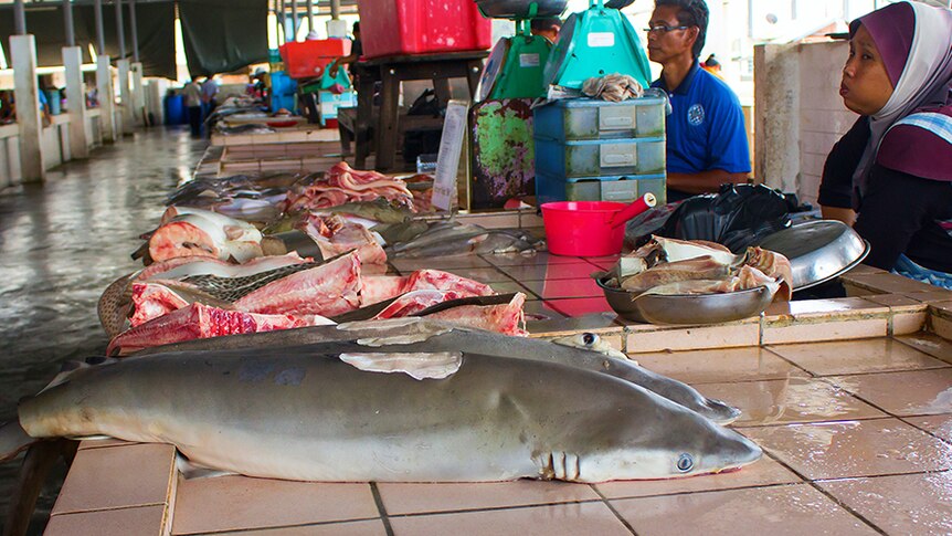 De-finned shark on sale at a fish market, Kota Kinabalu, Malaysia.