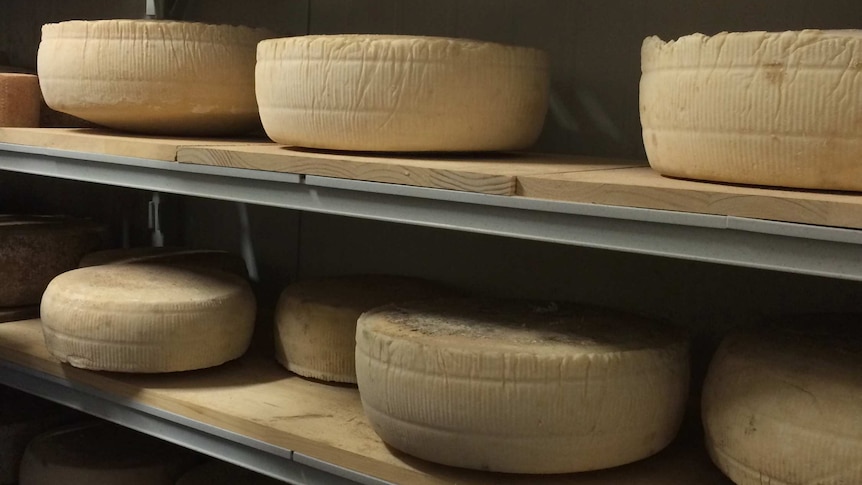 Hindmarsh Valley Dairy's raw goat's milk cheese maturing