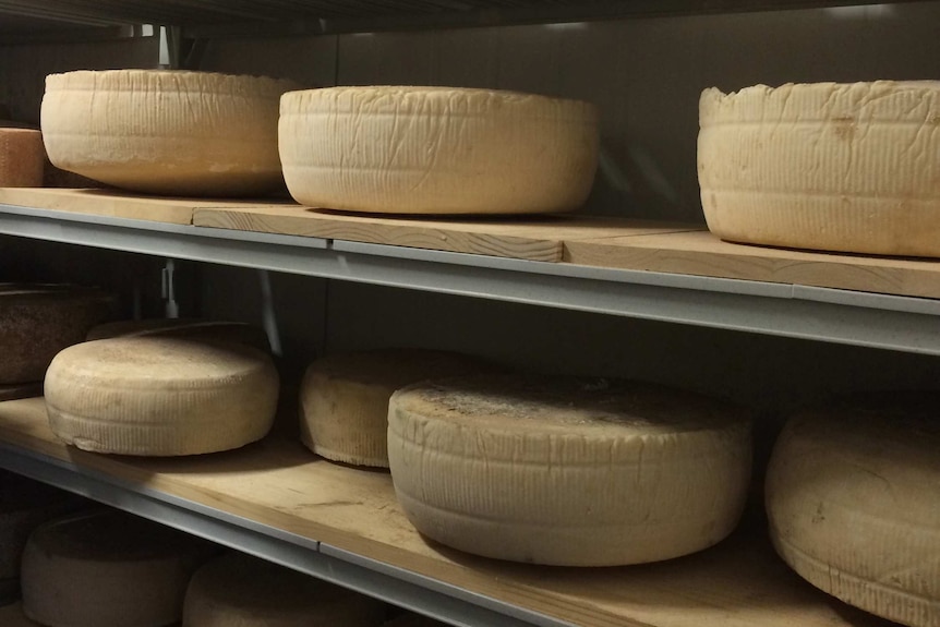 Hindmarsh Valley Dairy's raw goat's milk cheese maturing