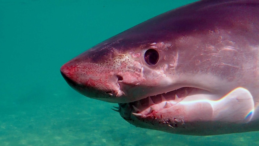 A close-up of a shark's nose with blood around the snout.