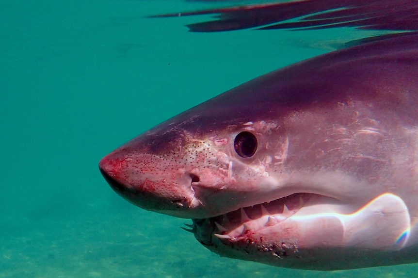 A close-up of a shark's nose with blood around the snout.