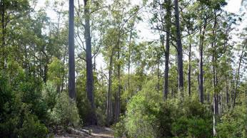 A track leads into Venture Minerals' Riley Creek mine proposal on Tasmania's west coast.