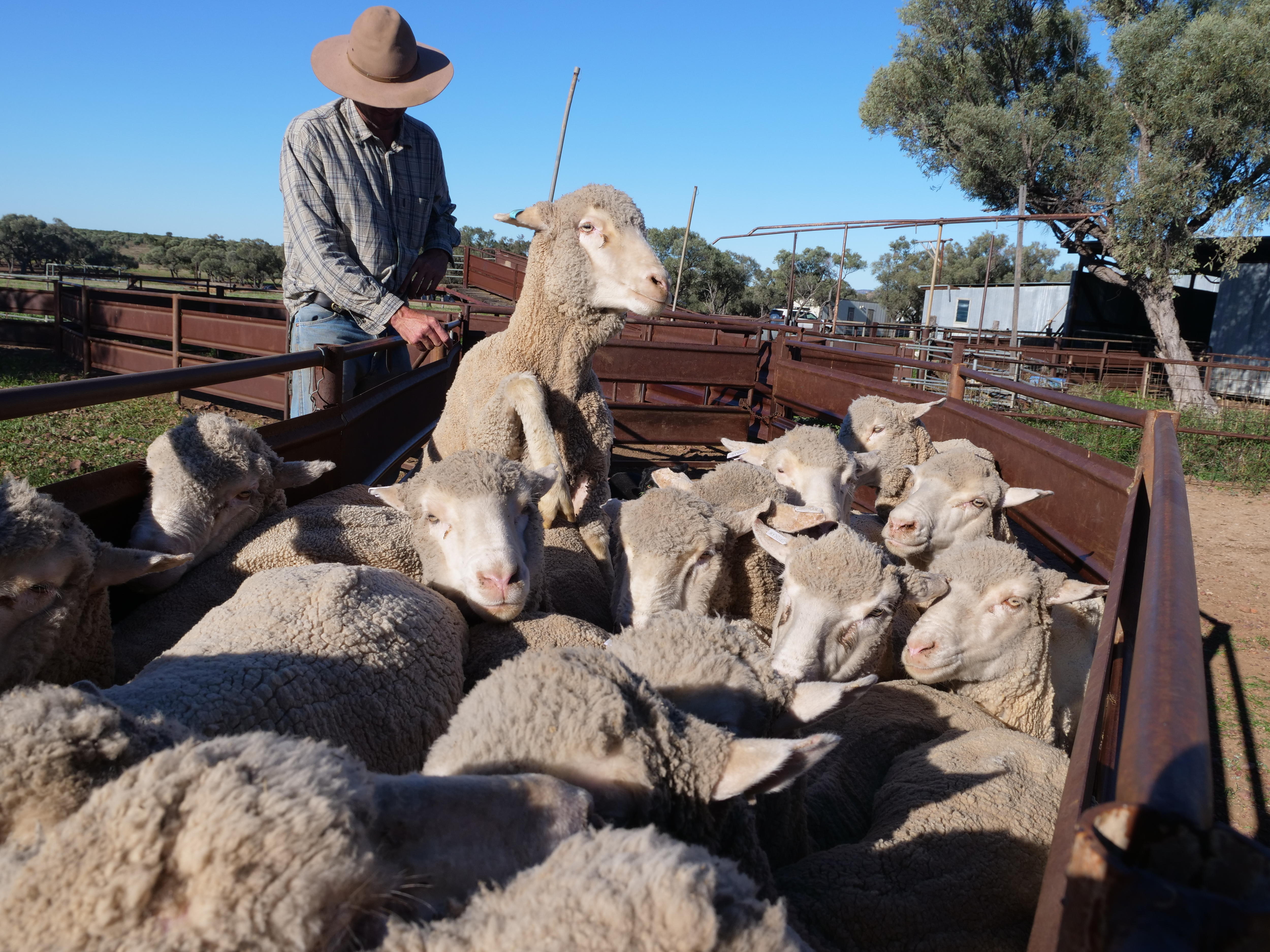 Graziers report hundreds of lambs dead or missing in wild dog attacks