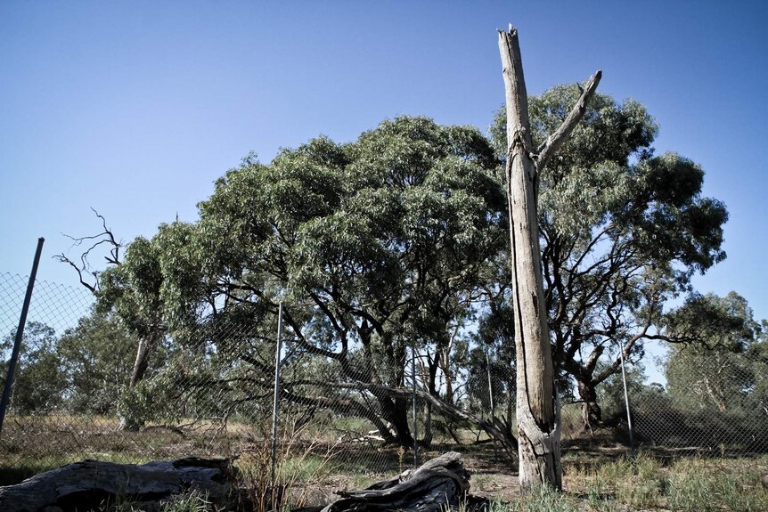 A tall tree stands near a patch of bushland. 