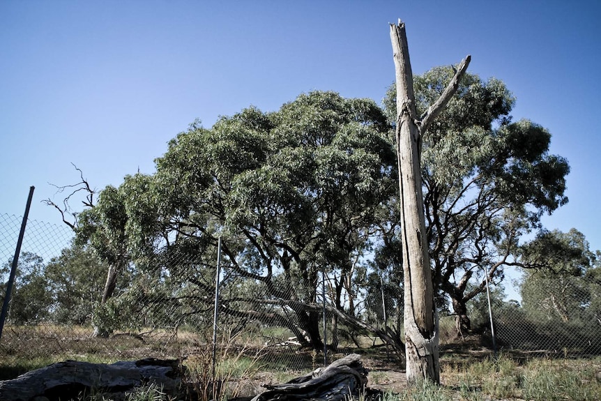 Indigenous canoe tree in Boort