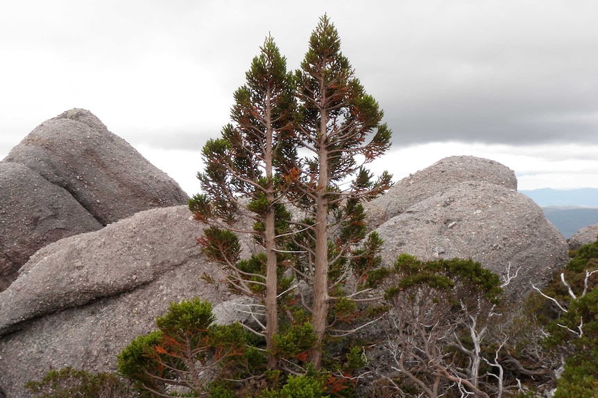 Two tall trees against large grey stones