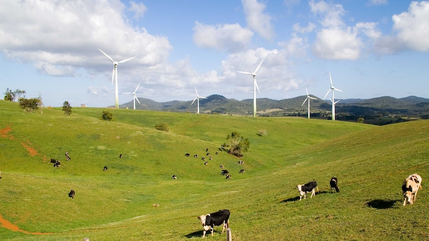 Windy Hill Wind Farm showing windmills and cows near Ravenshoe on the Atherton Tableland in Queensland