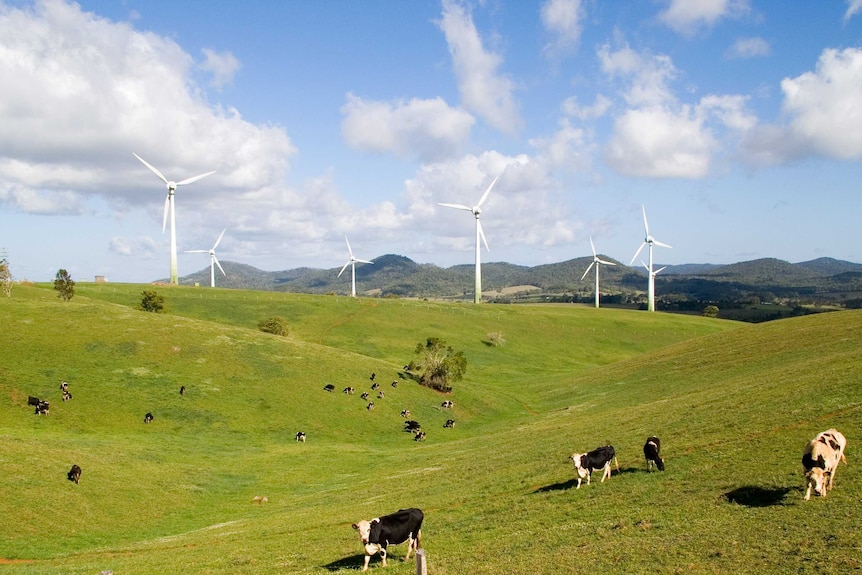 A wind farm among grassy green hills with cows in the foreground.
