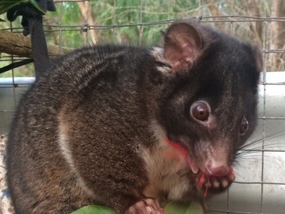 A photo of a possum being cared for in the Great Southern