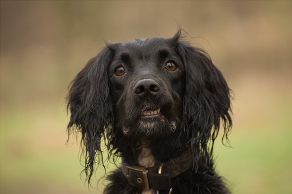 A black spaniel looks bamboozled.