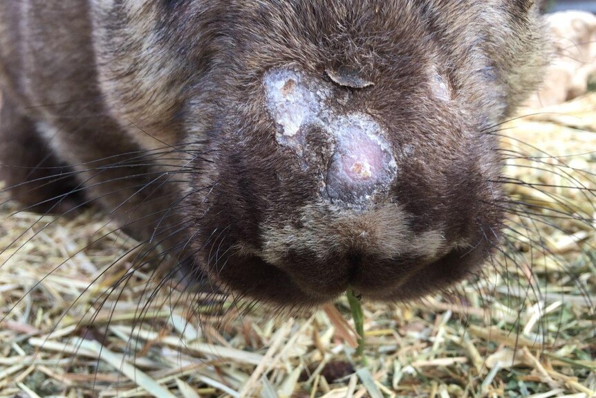 A wombat with a skin infection standing on straw 