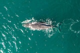 adult whale swimming with newborn calf in ocean
