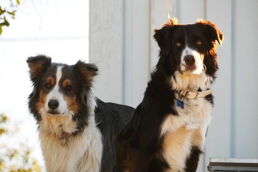 Two border collies looking down the camera
