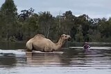 Man leads a camel from floodwaters