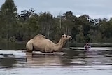 Man leads a camel from floodwaters