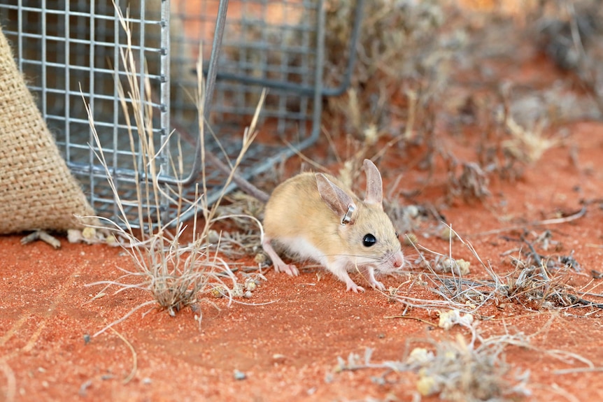 A dusky hopping mouse sits outside a metal crate on the ground
