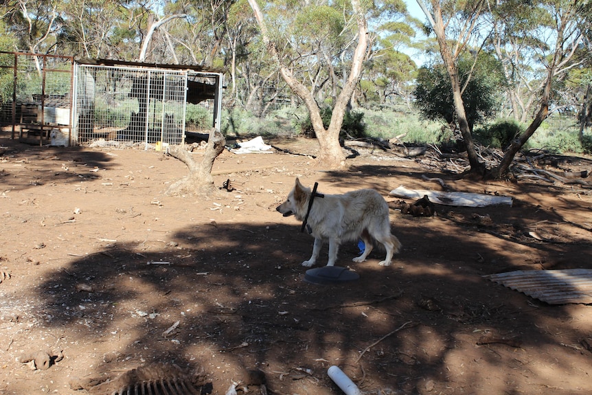 A dog with a metal object stuck around its neck