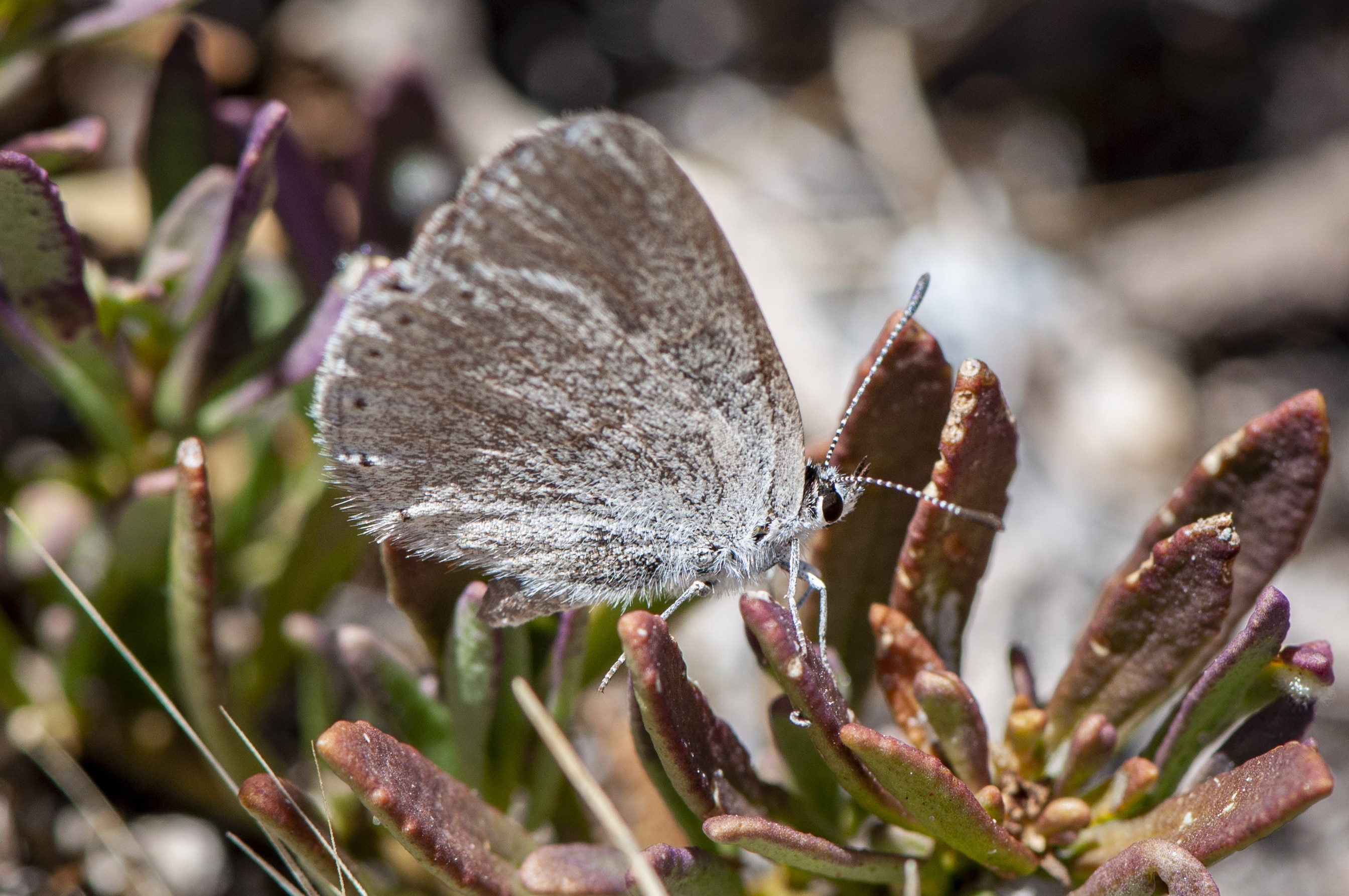 A grey butterfly with blue flecks rests on a  