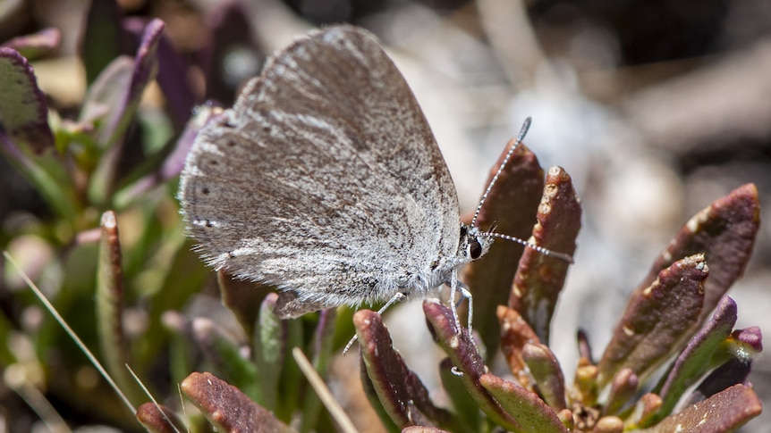 A grey butterfly with blue flecks rests on a  