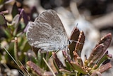 A grey butterfly with blue flecks rests on a  