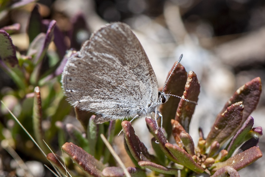 A grey butterfly with blue flecks rests on a  