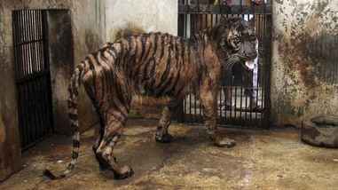 Sumatran tigress Melani