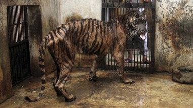 Conflict at Indonesia's Surabaya Zoo leaves animals to languish and die,  including endangered Sumatran tigers - ABC News