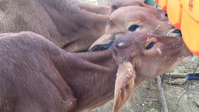 Poddy calves drink milk out of a calfateria.