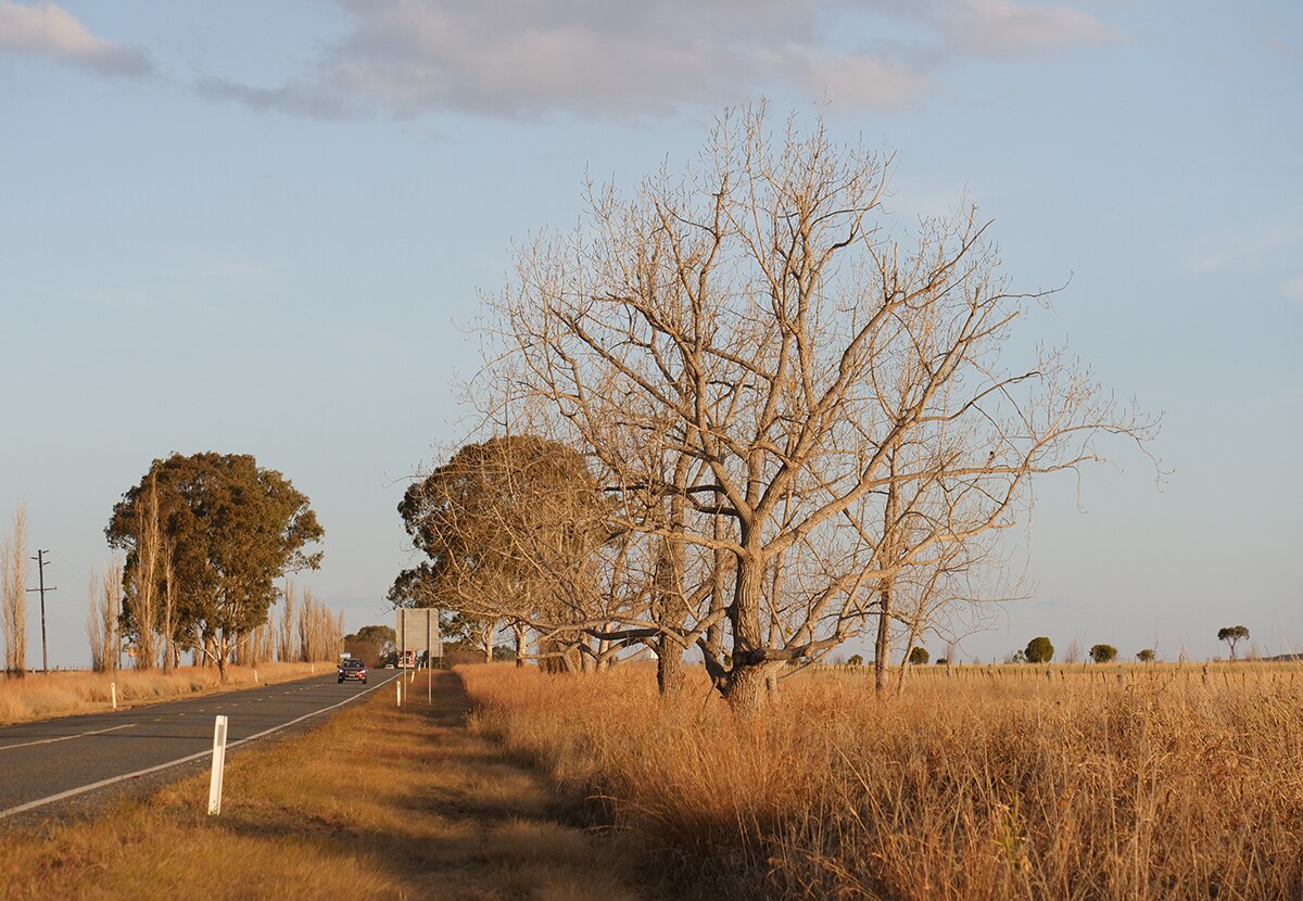 Yarn bombing Warwick's trees lifts town's spirits during long drought
