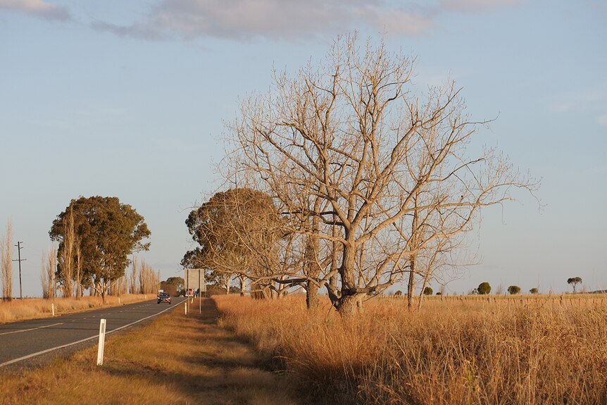 A large bare tree near brown grass on a highway.