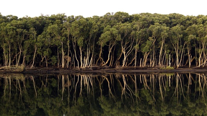 The Hunter River at Hexham.