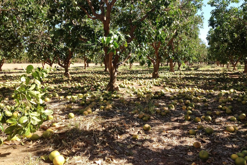 Unripe grapefruit lie on the ground in a Carnarvon orchard