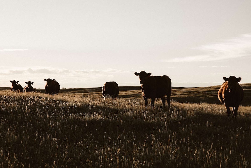 Cows in a paddock