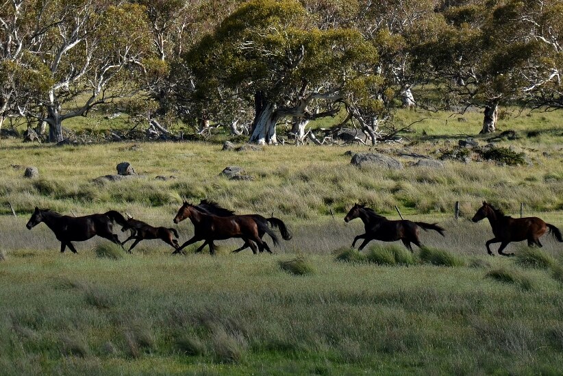 Wild horses galloping in the mountains