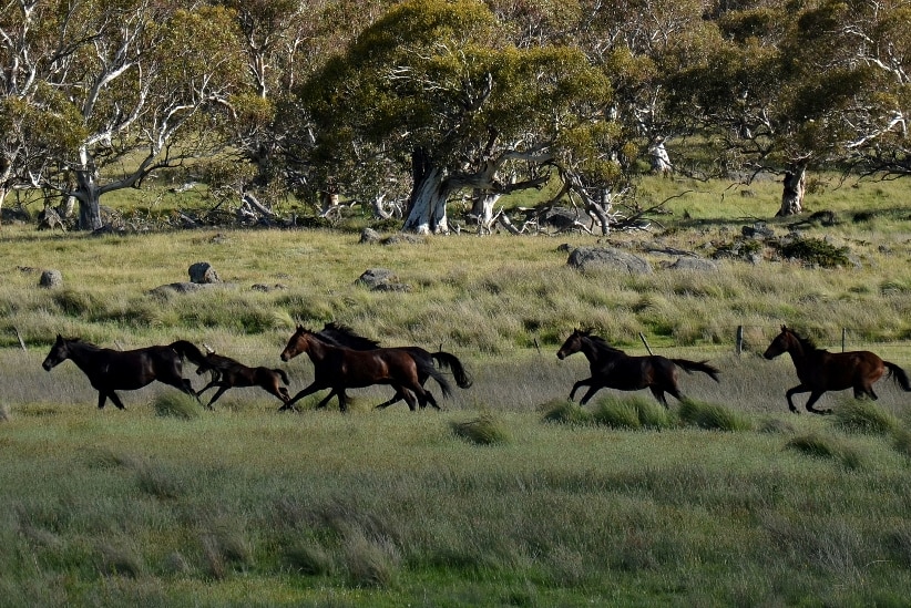 Wild horses running flat out across grassland.