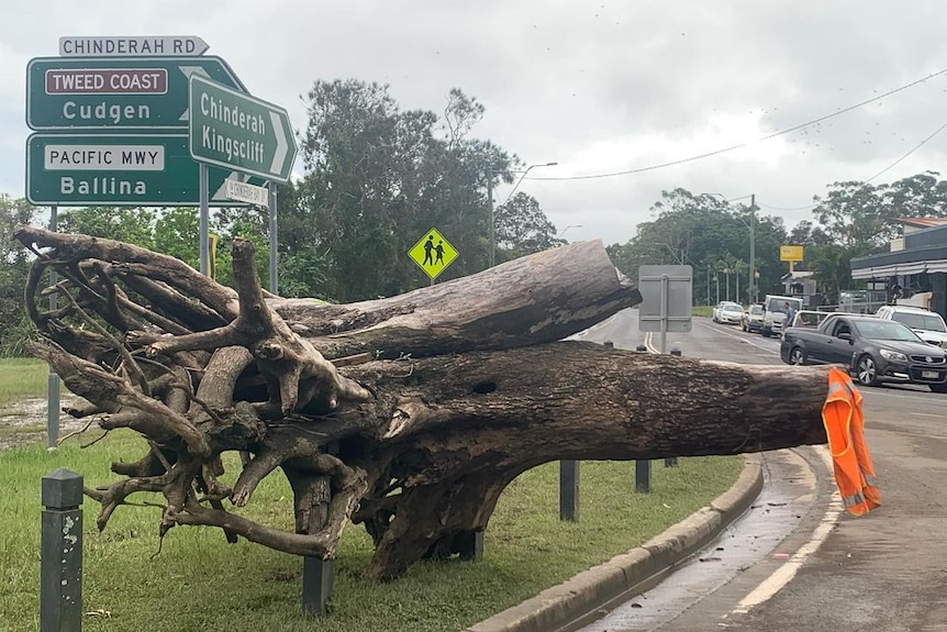 tree stump