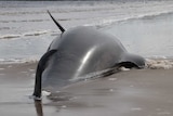 Dead pilot whale on shoreline.