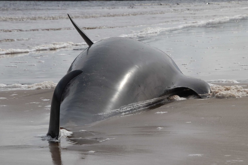 Dead pilot whale on shoreline.