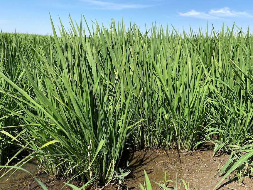 A green rice plant growing with a blue sky in the background.