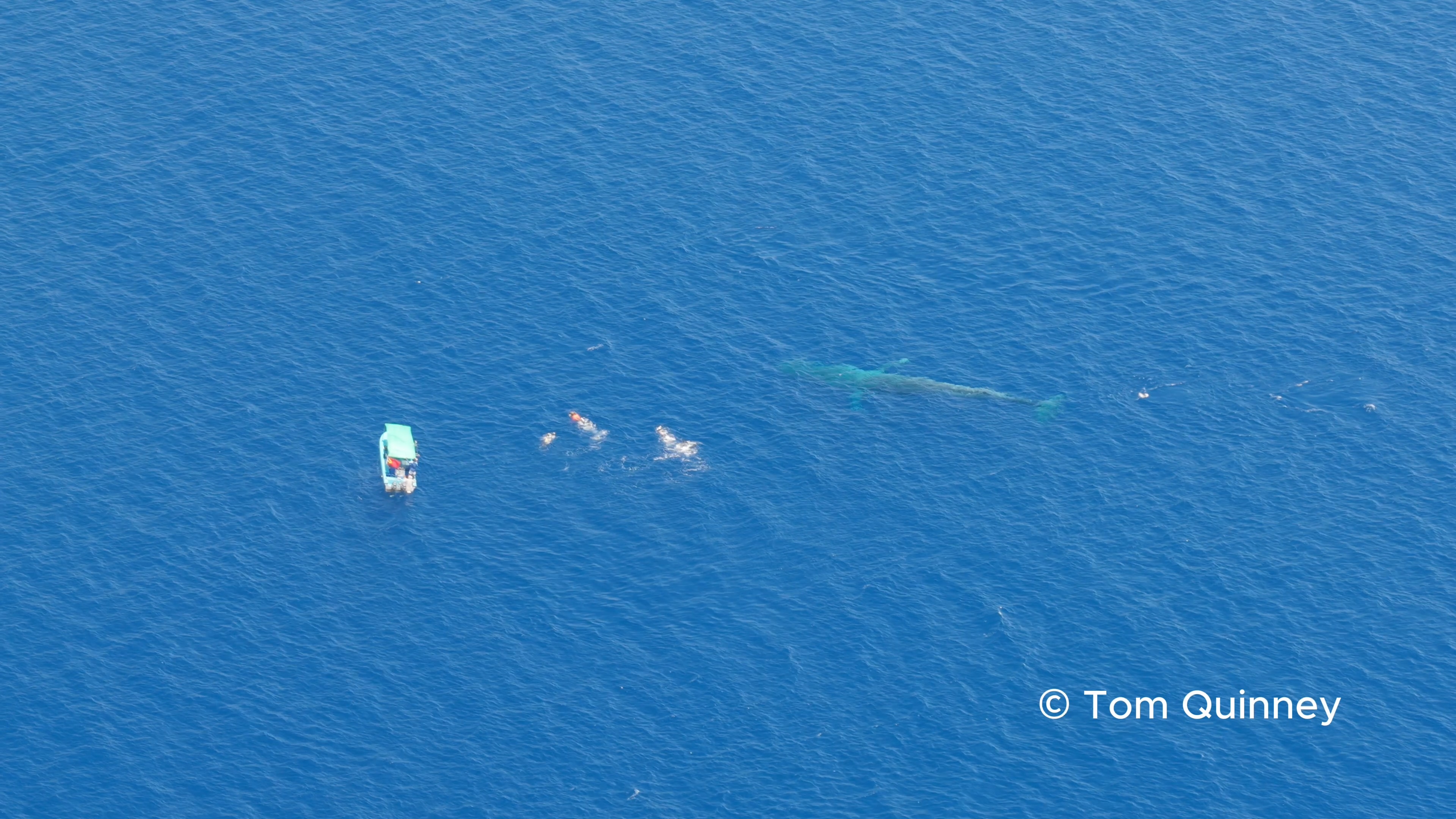 Whale researchers in Timor-Leste are calling for regulation of the whale watching industry following reports of operators piloting boats too close to mammals.