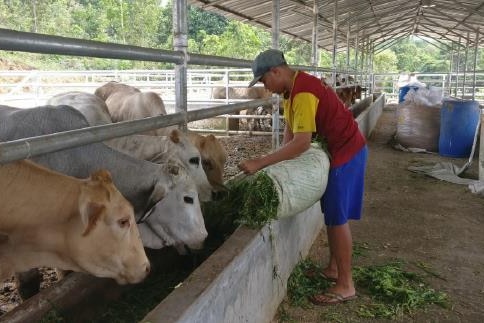 Feeding Australian breeder cattle