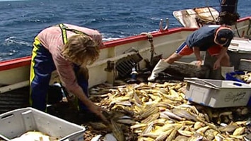 Fishermen sorting fish on a trawler.