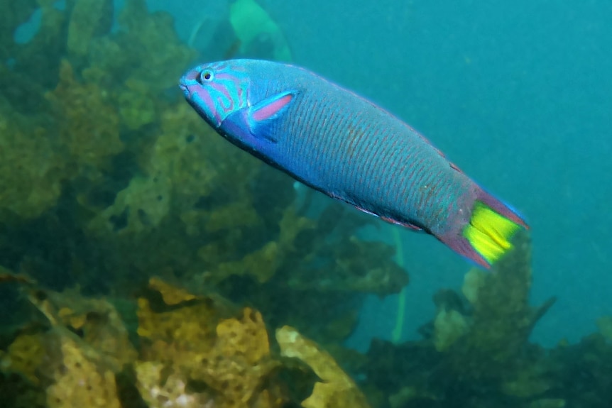 An electric blue fish with pink highlights and a fluoro yellow patch on its tail