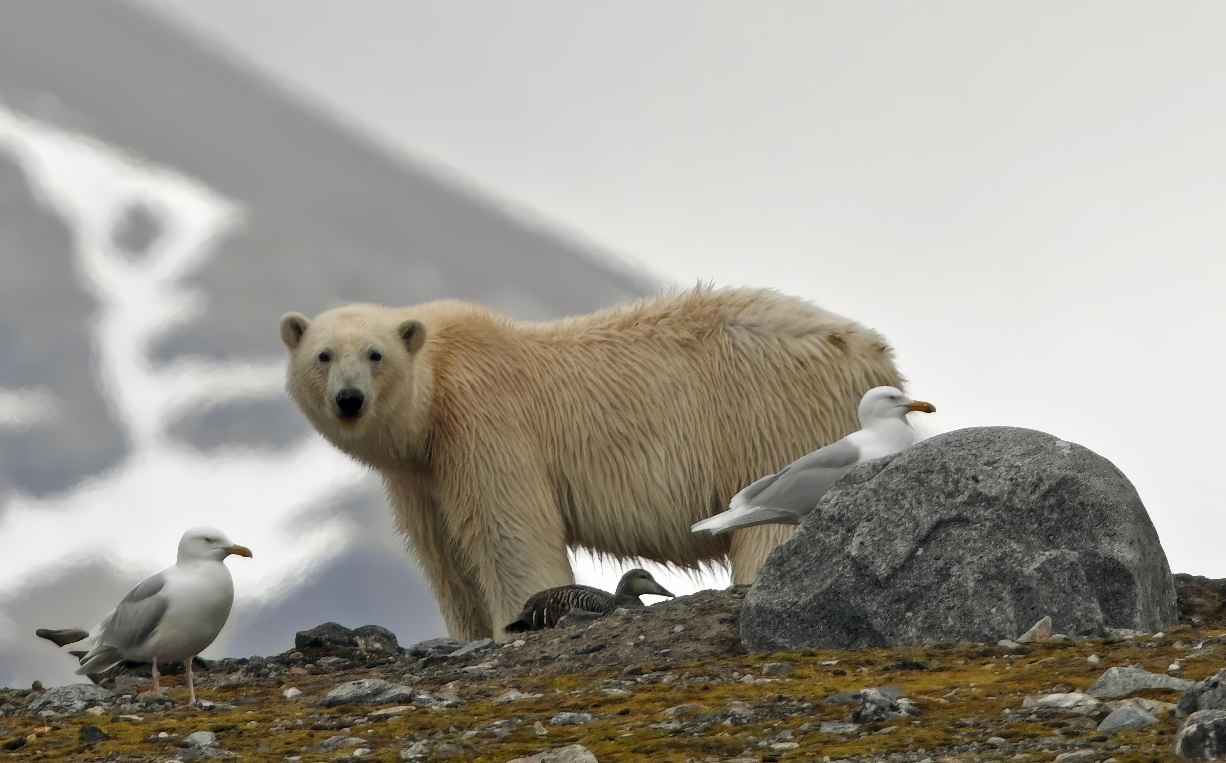 Um urso polar com gaivotas e um afloramento nevado ao fundo.