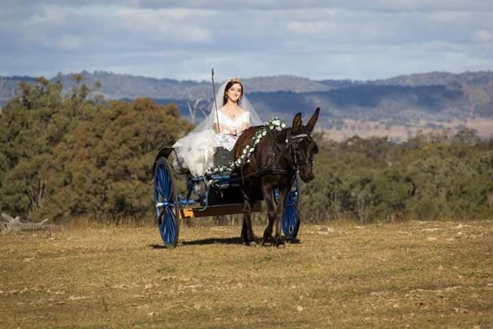 A woman in a wedding dress riding in a cart drawn by a donkey.