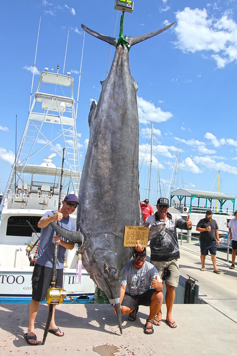 Massive 649kg Marlin's Death During Game Fishing Fight Defended As A ...